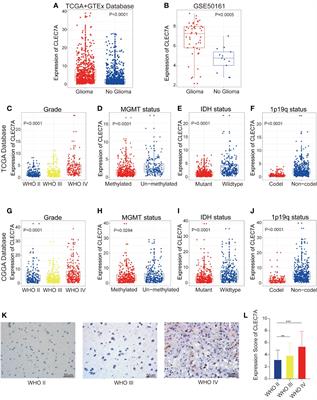 CLEC7A regulates M2 macrophages to suppress the immune microenvironment and implies poorer prognosis of glioma